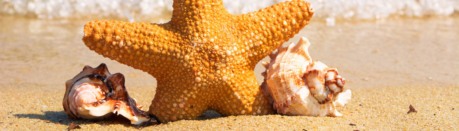 Shells on the Beach